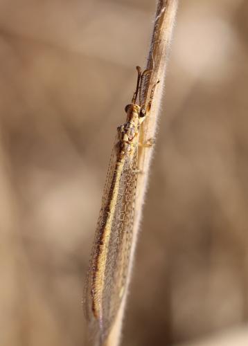 Réf. 189 888 : Macronemurus appendiculatus